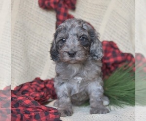 Cockapoo Puppy for sale in PENN YAN, NY, USA