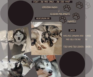 Alusky Puppy for sale in SOLON, OH, USA