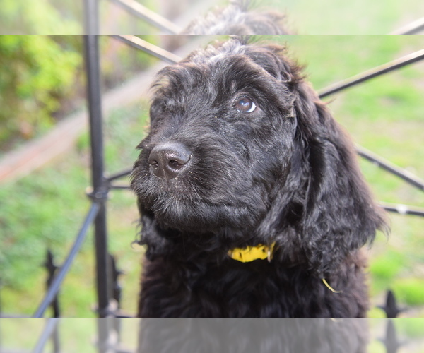 Medium Photo #1 Goldendoodle Puppy For Sale in SPIRO, OK, USA