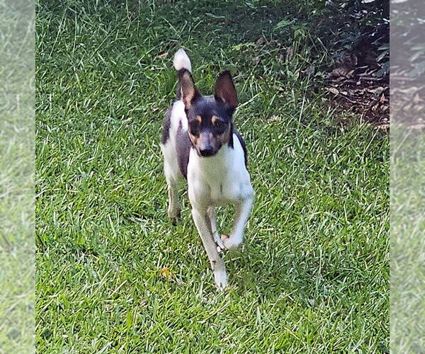 Medium Photo #2 Rat Terrier Puppy For Sale in Atlanta, GA, USA