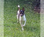 Small #1 Rat Terrier