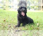 Small #6 Aussiedoodle