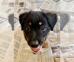 Small #2 Colonial Cocker Spaniel Mix