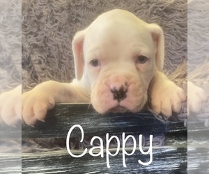 Boxer Puppy for sale in DAYTON, OH, USA