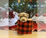 Small Photo #20 American Pit Bull Terrier Puppy For Sale in PALM BCH GDNS, FL, USA