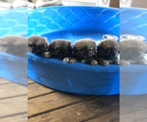 Pekingese Puppy for Sale in NEW ALBANY, Mississippi USA