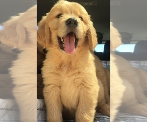 Golden Retriever Puppy for sale in SANTA ANA, CA, USA