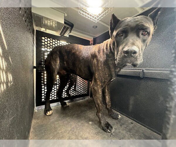 Medium Photo #1 Mutt Puppy For Sale in Downey, CA, USA