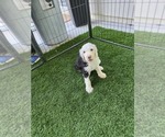 Puppy Jagr Sheepadoodle