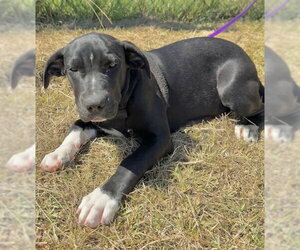 Ailey - Female Labrador Retriever-Unknown Mix Dog for Adoption - Photo #3