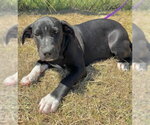 Small Photo #3 Labrador Retriever-Unknown Mix Puppy For Sale in Tarrytown, GA, USA