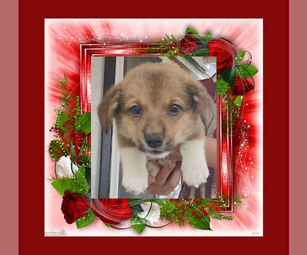 Medium Photo #5 Pembroke Welsh Corgi Puppy For Sale in LOVELAND, CO, USA