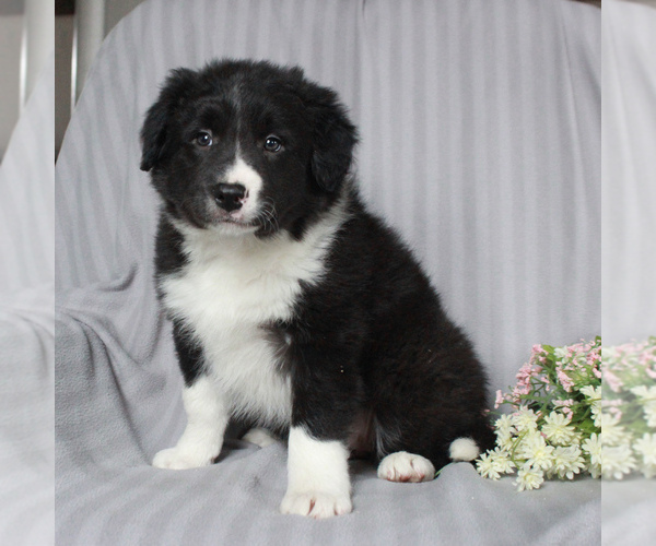 Medium Photo #1 Border Collie Puppy For Sale in HONEY BROOK, PA, USA