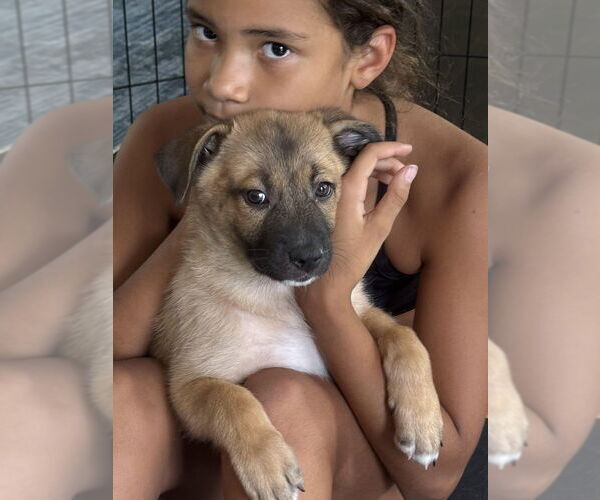 Medium Photo #2 German Shepherd Dog-Unknown Mix Puppy For Sale in Raleigh, NC, USA