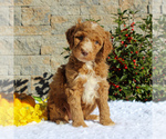 Small Photo #1 Goldendoodle-Poodle (Standard) Mix Puppy For Sale in HONEY BROOK, PA, USA