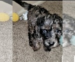 Small Photo #13 Labradoodle Puppy For Sale in SAN ANTONIO, TX, USA