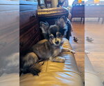 Small Photo #10 Chihuahua-Unknown Mix Puppy For Sale in Oakhurst, NJ, USA