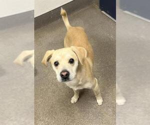 Chihuahua-Unknown Mix Dogs for adoption in HESPERIA, CA, USA