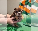 Small Photo #6 Bulldog Puppy For Sale in RIVERSIDE, CA, USA