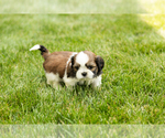 Small #6 Shih Tzu