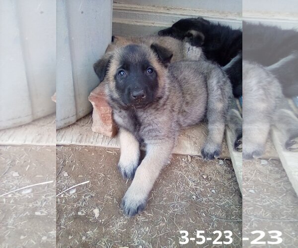 Medium Photo #15 German Shepherd Dog-Unknown Mix Puppy For Sale in Apple Valley, CA, USA