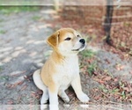 Small Photo #10 Shiba Inu Puppy For Sale in FREMONT, CA, USA