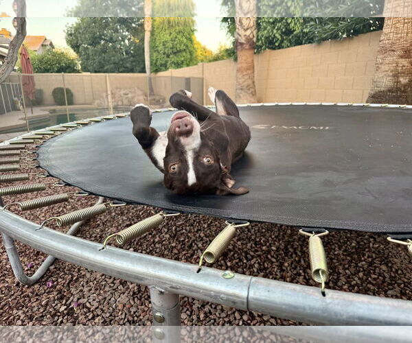 Medium Photo #6 Labrador Retriever-Staffordshire Bull Terrier Mix Puppy For Sale in Cave Creek, AZ, USA