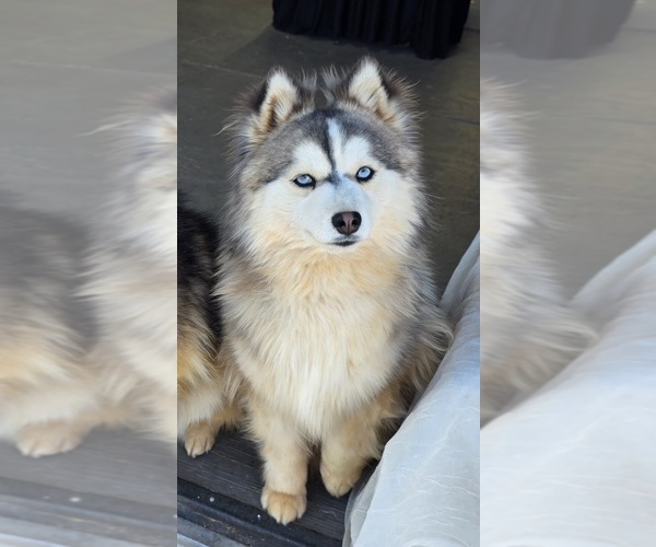 Medium Photo #1 Pomsky Puppy For Sale in CEDAR CITY, UT, USA