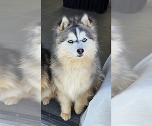 Father of the Pomsky puppies born on 06/13/2026