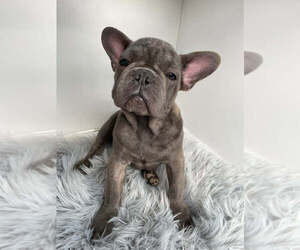 French Bulldog Puppy for sale in ATHERTON, CA, USA