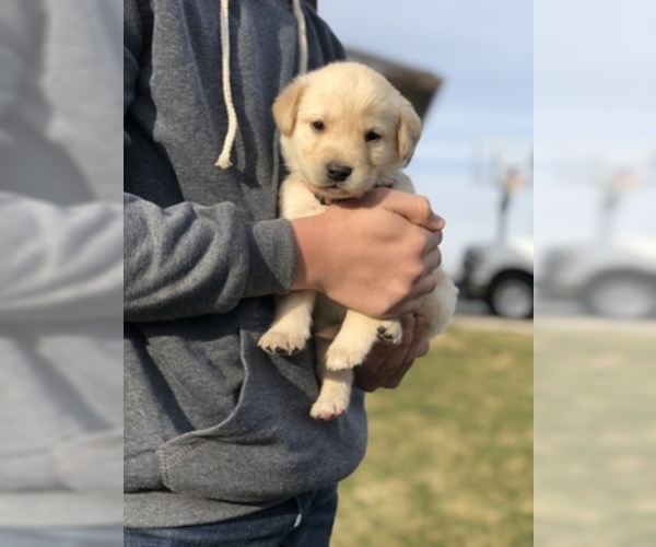 Medium Photo #3 Goberian-Golden Labrador Mix Puppy For Sale in ROSSVILLE, IN, USA