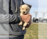 Small Photo #3 Goberian-Golden Labrador Mix Puppy For Sale in ROSSVILLE, IN, USA