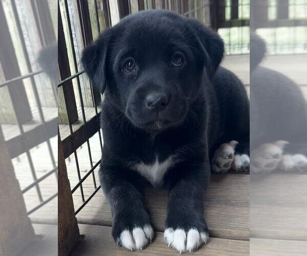 Medium Photo #3 Labrador Retriever-Unknown Mix Puppy For Sale in Bolivar, MO, USA