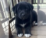 Small #2 Labrador Retriever Mix