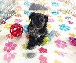 Small #12 Yorkipoo