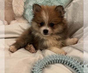 Pomeranian Puppy for sale in GREENWOOD, IN, USA