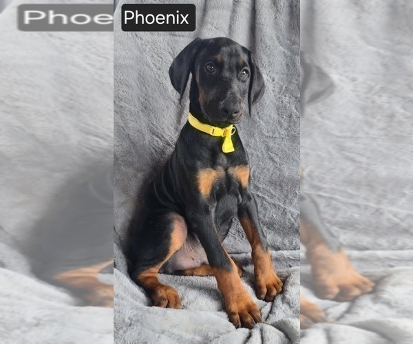 Medium Photo #4 Doberman Pinscher Puppy For Sale in POMEROY, OH, USA
