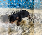 Small Photo #4 Yorkshire Terrier Puppy For Sale in NORMANGEE, TX, USA