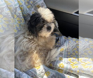 Doug - Male Shih Tzu Dog for Adoption - Photo #4