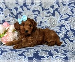 Small Photo #4 Goldendoodle-Poodle (Miniature) Mix Puppy For Sale in LINCOLN UNIVERSITY, PA, USA