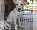 Small #3 Basenji Mix