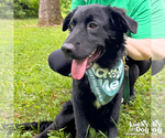 Small #6 Retriever  Mix