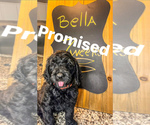 Puppy Bella Poodle (Standard)