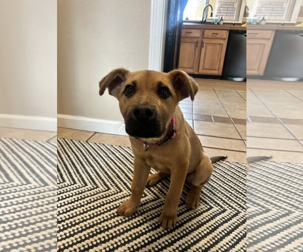 Medium Photo #6 Mutt Puppy For Sale in Polson, MT, USA