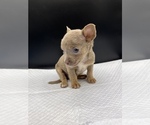 Small Photo #5 Chihuahua Puppy For Sale in SAINT AUGUSTINE, FL, USA