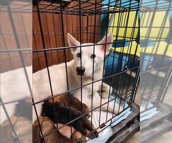 Medium Photo #2 Chow Chow-German Shepherd Dog Mix Puppy For Sale in Houston, TX, USA