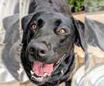 Small #3 Labrador Retriever