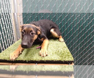 German Shepherd Dog Dogs for adoption in Downey, CA, USA