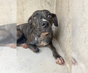 American Pit Bull Terrier-Unknown Mix Dogs for adoption in Oklahoma City, OK, USA