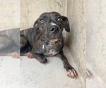 Small American Pit Bull Terrier Mix